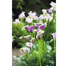 Gros plan sur des callas violets et des freesias blancs dans le jardin.