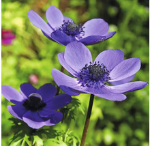 Trois fleurs d''anémones bleues dans le jardin