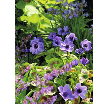 Gros plan sur des anémones en fleurs dans le jardin