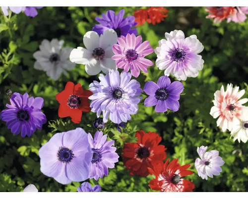 Nahaufnahme von Anemonenblüten in verschiedenen Farben im Garten.