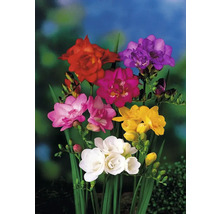 Fleurs de freesia multicolores avec tiges vertes