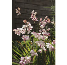 Blütenstand von Montbretien im Gartenbeet