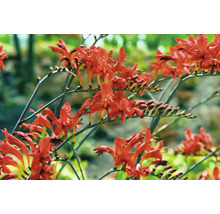 Gros plan sur les fleurs de Crocosmia
