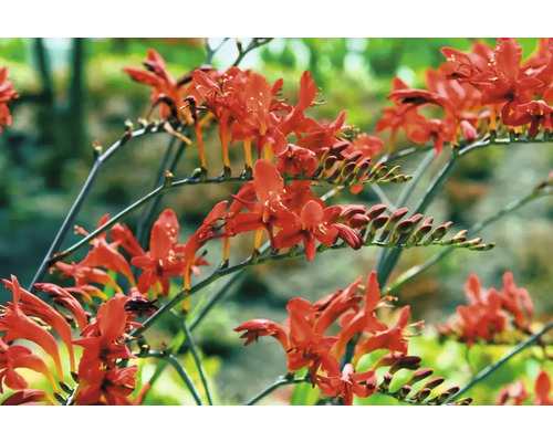Nahaufnahme von Crocosmia-Blüten
