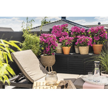 Terrasse avec chaise longue, plantes en pots et coffre de rangement