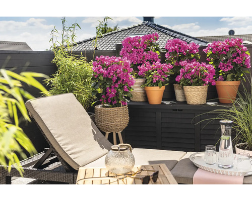 Terrasse avec chaise longue, plantes en pots et coffre de rangement