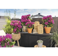 Balcon décoratif avec bougainvilliers en pots, bambou et photophores sur un coffre de rangement