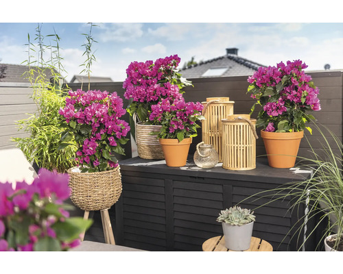 Balcon décoratif avec bougainvilliers en pots, bambou et photophores sur un coffre de rangement