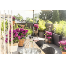 Terrasse décorée avec table, chaises, fleurs et boissons