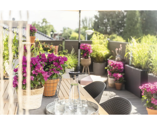 Terrasse décorée avec table, chaises, fleurs et boissons