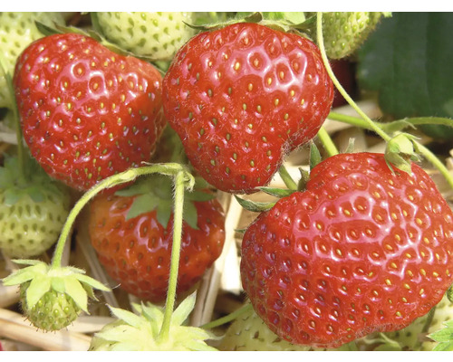 Gros plan de fraises sur la plante