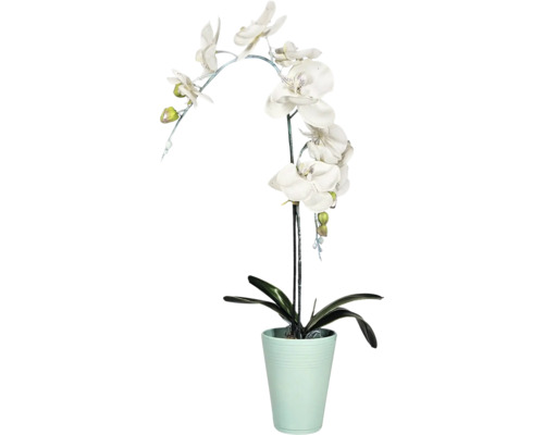 Orchidée en pot comme décoration
