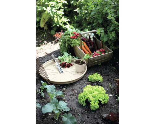 Potager avec radis, carottes, salade et plateau de plantation