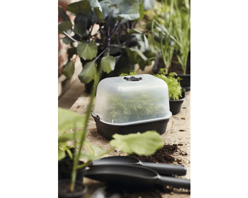 Mini-serre avec des plantes sur une table de jardin