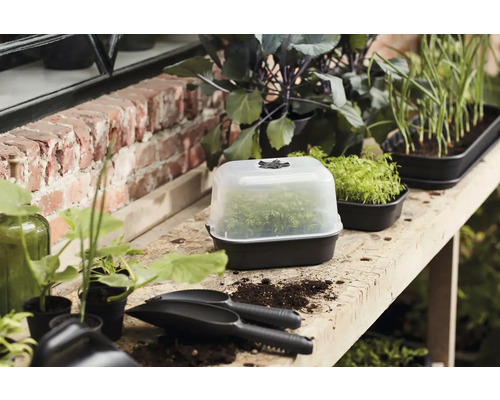 Pots de culture et serre de culture avec plantes sur une table pour le jardinage