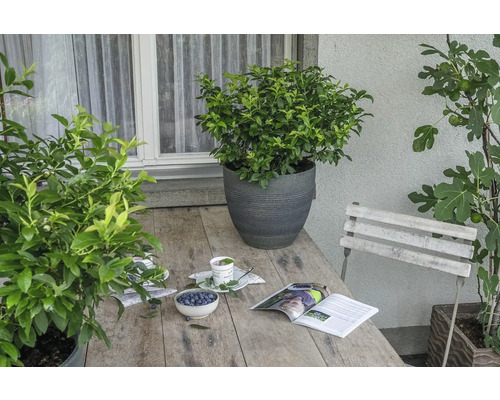 Gartenszene mit Holztisch, bepflanzten Töpfen, Zeitschrift und Schale mit Blaubeeren