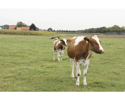 Mélange pour prairie GII avec trèfle Kiepenkerl 10 kg, 2 500 m²