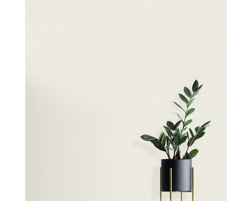 Zamioculcas Zimmerpflanze in einem Topf auf einem Ständer