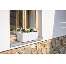 Jardinière avec primevères fleuries sur rebord de fenêtre