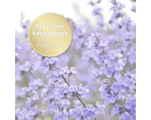 Véritable herbe à chat sans phéromones