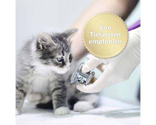 "Chaton examiné avec un stéthoscope 