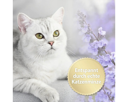 Katze neben Katzenminze mit dem Text Entspannt durch echte Katzenminze