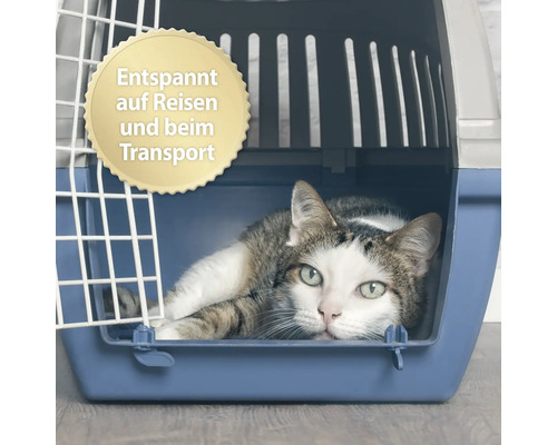 Katze liegt entspannt in einer blauen Transportbox