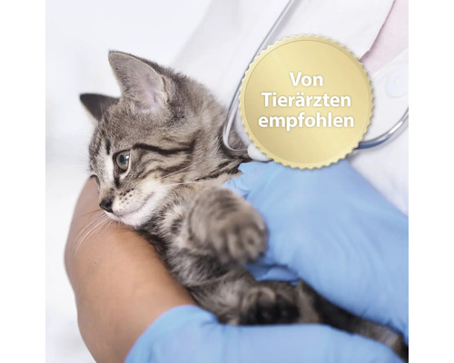Kätzchen wird von Tierarzt gehalten, Siegel empfiehlt es