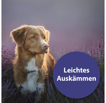 Chien dans un champ de lavande. Texte : Démêlage facile.