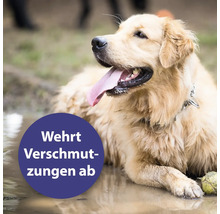 Un retriever est allongé dans la boue. Le texte sur l''image est le suivant : Repousse les salissures.