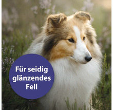 Portrait d''un chien Sheltie avec le texte Pour un pelage soyeux et brillant