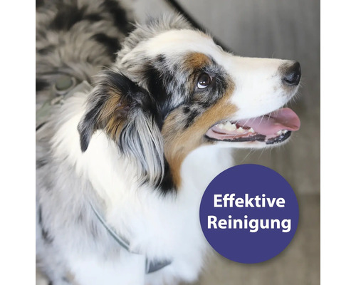 Portrait d''un chien avec le texte Nettoyage efficace.