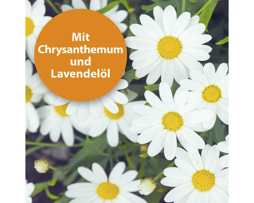 Gros plan de fleurs de marguerites avec la mention ''Avec du chrysanthème et de l''huile de lavande''.