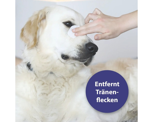 Un chien se fait nettoyer l''œil avec un coton pour enlever les taches de larmes.