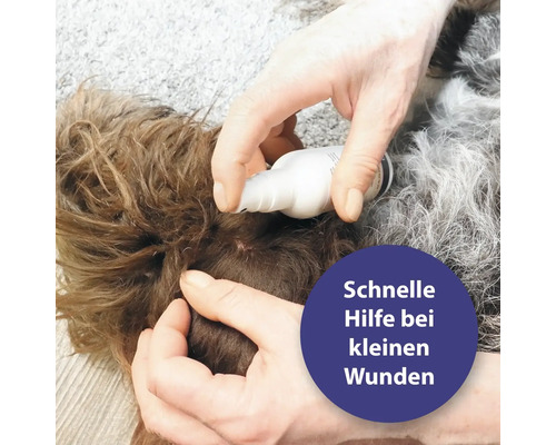 Traitement d''une plaie sur un chien avec un spray de soin