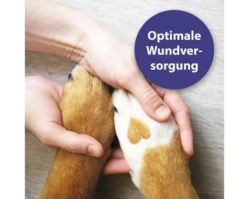 "Une personne tient la patte d''un chien 