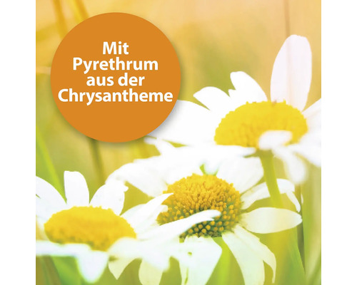 Nahaufnahme von Chrysanthemen mit Hinweis auf Pyrethrum
