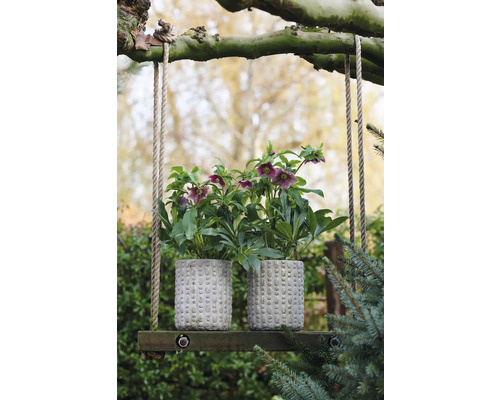 Hellébore, rose de carême FloraSelf Helleborus orientalis Viv pot Ø 19 cm floraison simple, bicolore Deux roses de Noël dans des pots structurés sur une balançoire en bois dans le jardin.