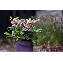 Schneerose, Lenzrose FloraSelf Helleborus orientalis Viv Ø 19 cm Topf einfache Blüte, zweifarbig