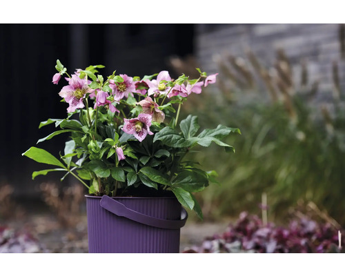 Helleborus-Pflanze in einem Topf mit Tragegriff