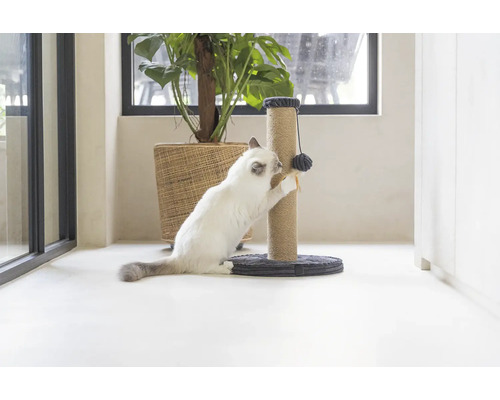Chat utilisant un arbre à chat avec un jouet dans une pièce lumineuse
