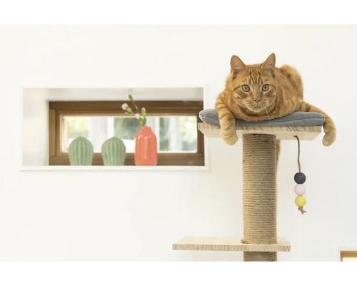 Chat allongé sur un arbre à chat avec tronc en sisal et jouet