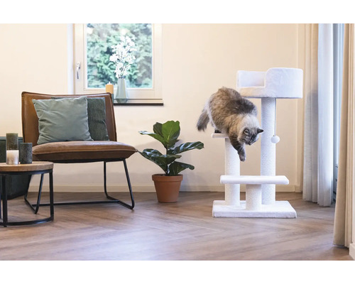 Salon avec arbre à chat, fauteuil et plante d''intérieur