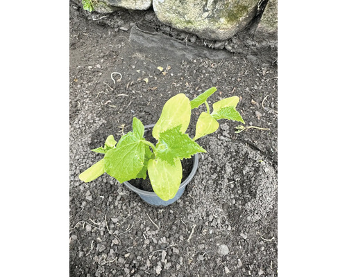 Plant de concombre en pot sur terre de jardin