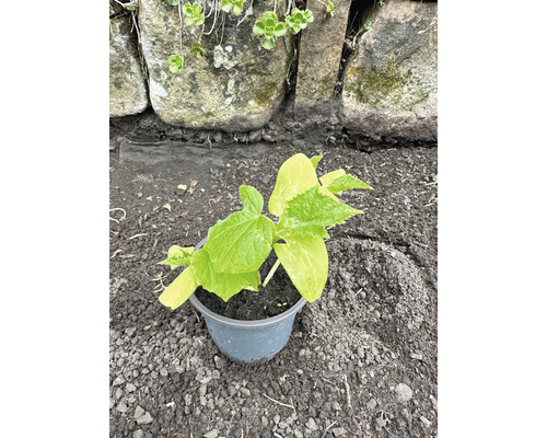 Plant de concombre en pot devant un mur de pierre