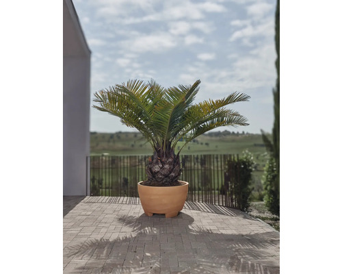 Palmfarn in Pflanztopf im Aussenbereich