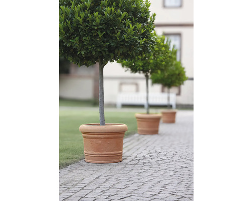 Reihe von Lorbeerbäumen in Tontöpfen auf einem Pflasterweg.