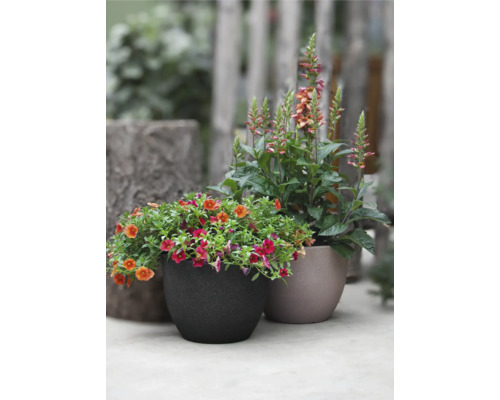 Zwei bepflanzte Blumentöpfe mit blühenden Pflanzen im Garten.