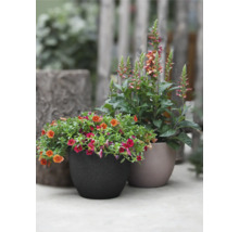 Zwei bepflanzte Töpfe mit bunten Blüten im Garten.
