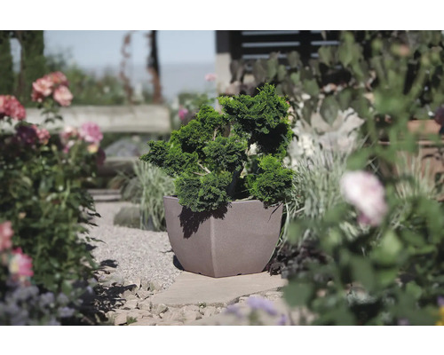 Gartenambiente mit Pflanze im Topf auf einem Steinweg